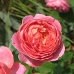 Img 4703 (1)