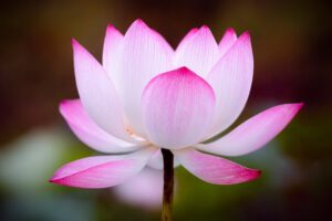 lotus